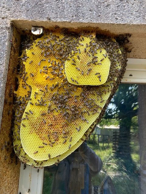 Alvéoles, essaim d'abeilles - Le Rucher du Céou